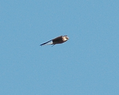 Falco cuculo f ?